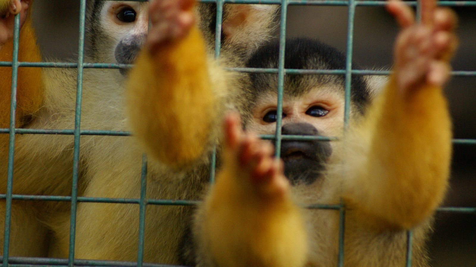 Only Carrots, No Stick: Regulating the Trade in Exotic Live Animals in India