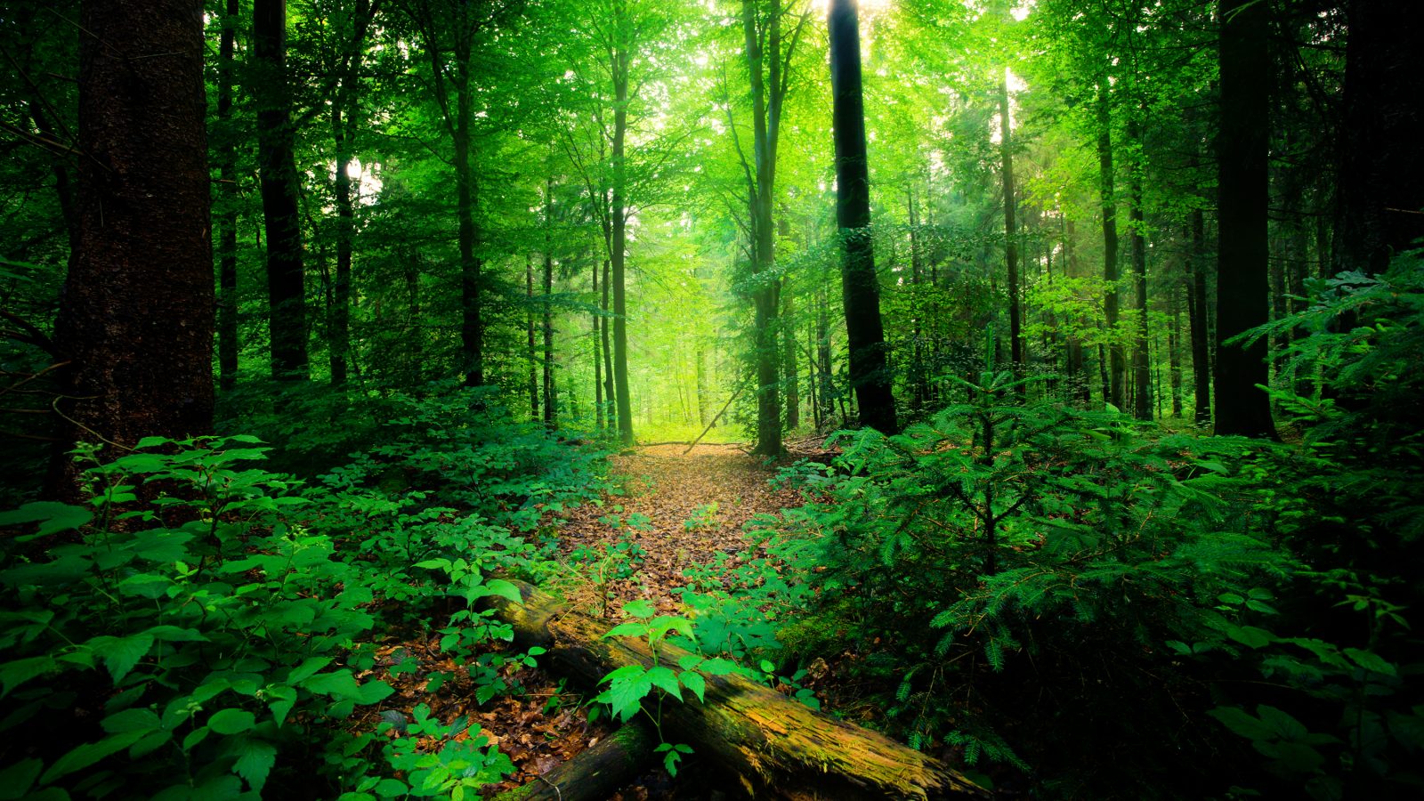 An image of a lush, green forest.