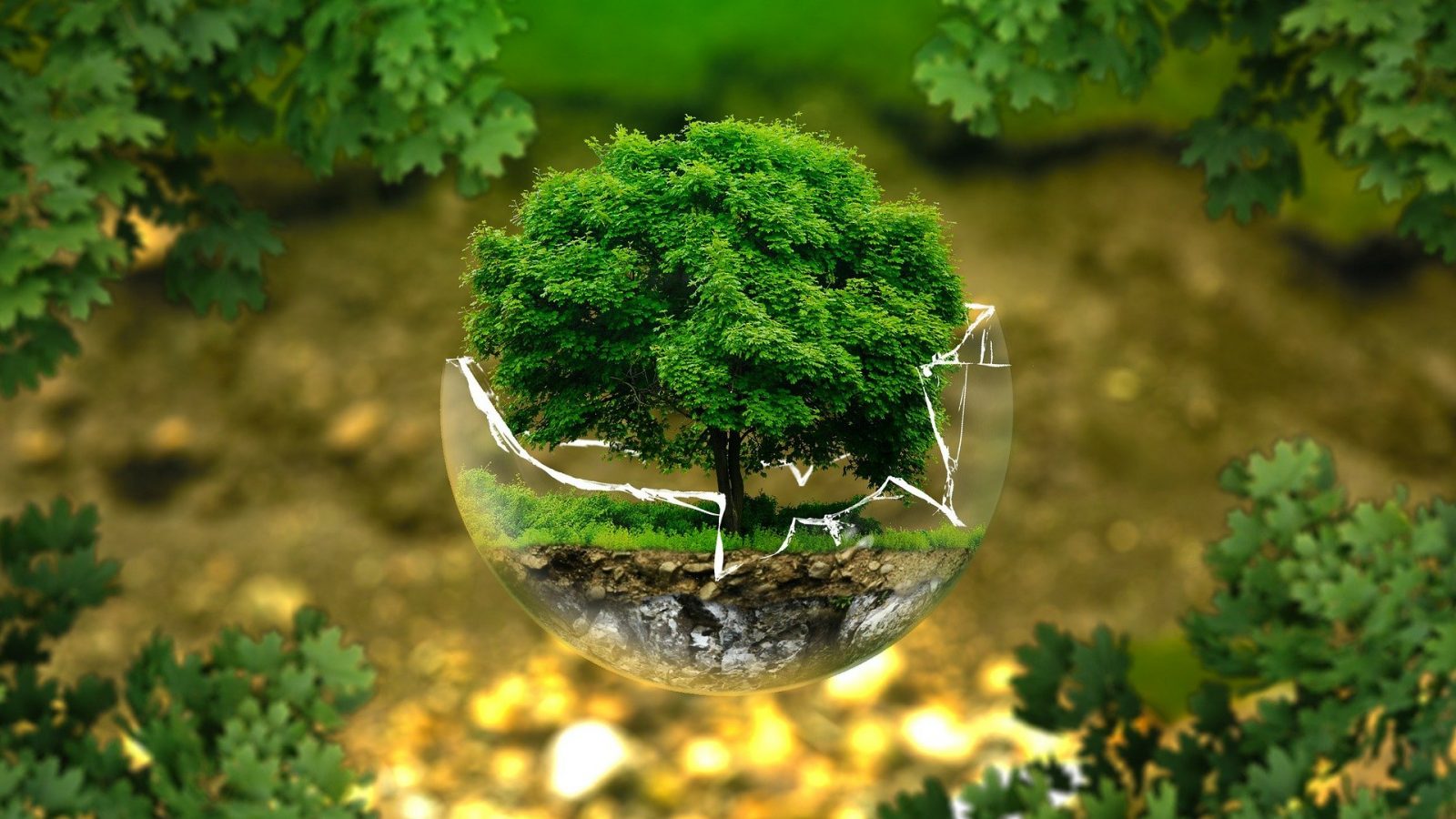 dissertation on environmental law in india