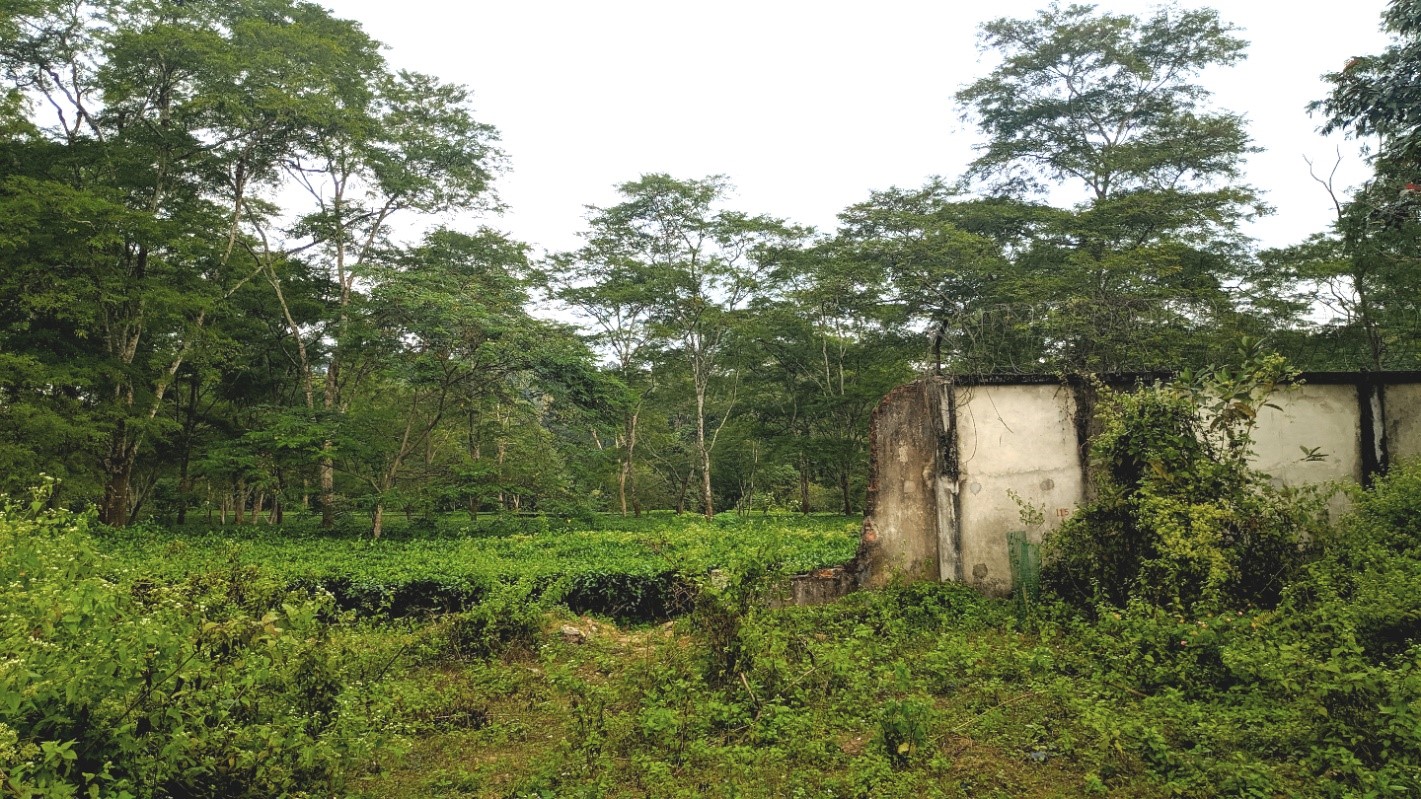 Deopahar Reserve Forest outside Kaziranga National Park (Assam). A part of Elephant Corridor, this wall developed by Numaligarh Refinery Limited had to be demolished after intervention of the National Green Tribunal and Supreme Court